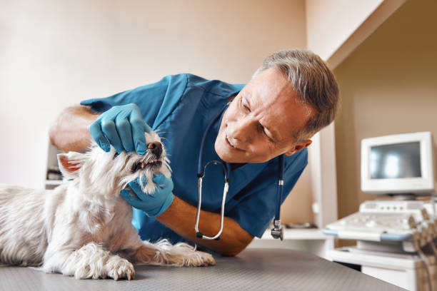 Best Emergency Dentist for Knocked-Out Tooth in St Augustine South, FL